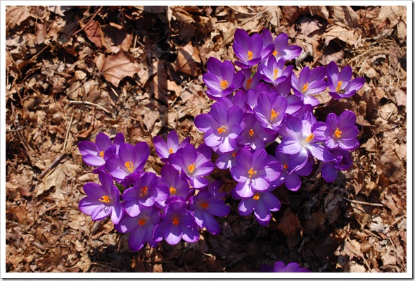 crocus love 2