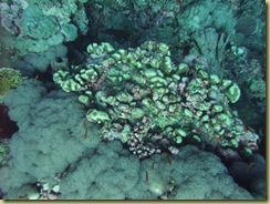 Coral Crop