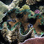 A Giant Clam - Oak Beach - Australia