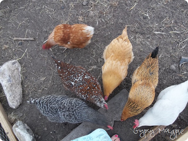 Heritage Chickens