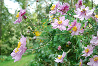 DSC_2399.JPG