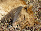Masai Mara