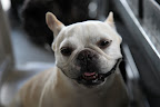 Whew!  It smells in here!  Good thing Franny and I don't like garlic or onions, because they can be toxic to dogs!