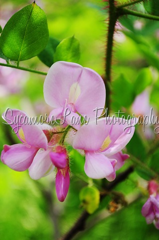 [sweet%2520pea-w%255B18%255D.jpg]