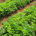 Fresh greens in Eden Fresh greens in Eden