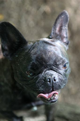 Oh dear!  What's happening to me?  I'm transforming into a ferocious huntress.  I just got a whiff of SQUIRREL!