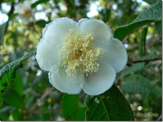 Campomanesia guazumifolia flor