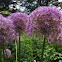 Allium gigantic 