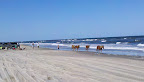Cycle NC 2011 - Wild Horses walking along Corolla Beach