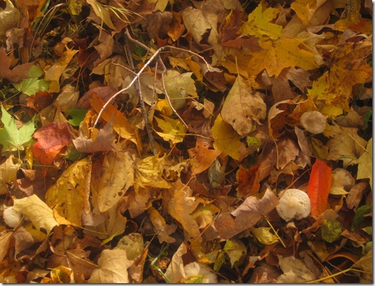 October_Leaves_II_by_mistshadow2k4 October_Leaves_II_by_mistshadow2k4