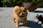 G.K. - Since you like to run so much, how would you like to go on a running adventure?