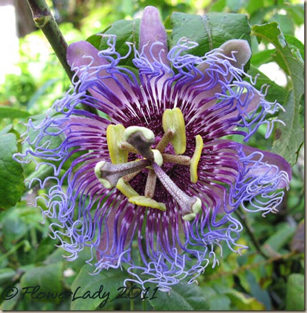 08-12-passionflower