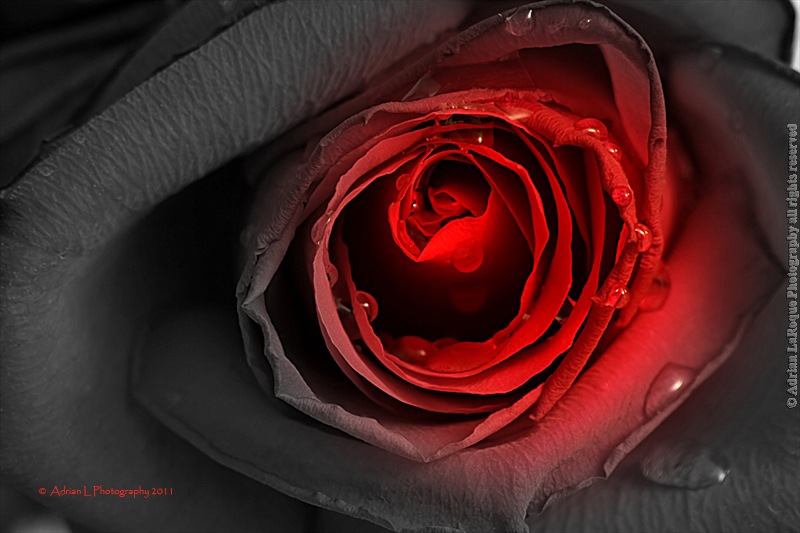 [Rose_Black_1%255B1%255D.jpg]