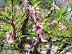 Mt Vernon in Spring