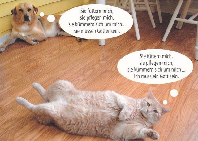 [hund-katze%255B4%255D.jpg]