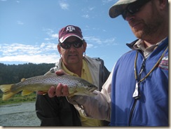 Brown trout