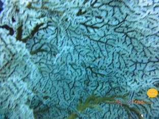 Diving Amed Bali 50 Diving Amed Bali 50