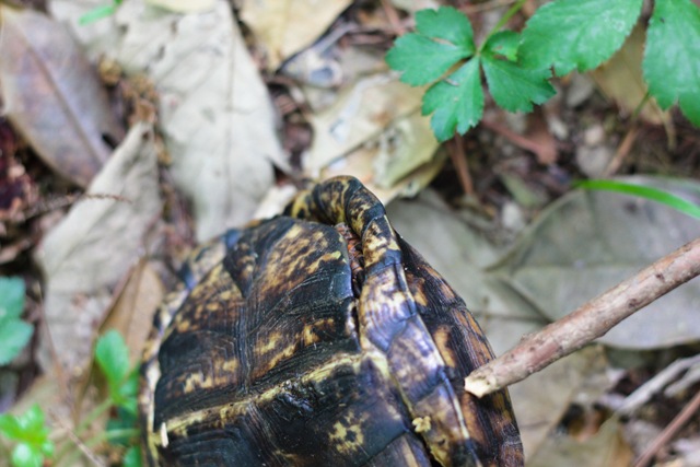 [Turtle2%2520%25281%2520of%25201%2529%255B4%255D.jpg]