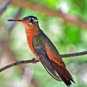 Cinnamon hummingbird