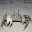 Caranguejo Maldivas