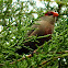 Common Waxbill, Bico-de-lacre(Brazil)