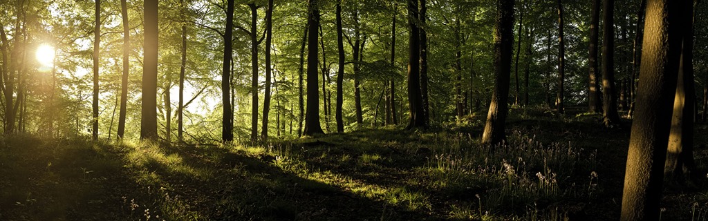 [panoramic_forests5%255B1%255D.jpg]