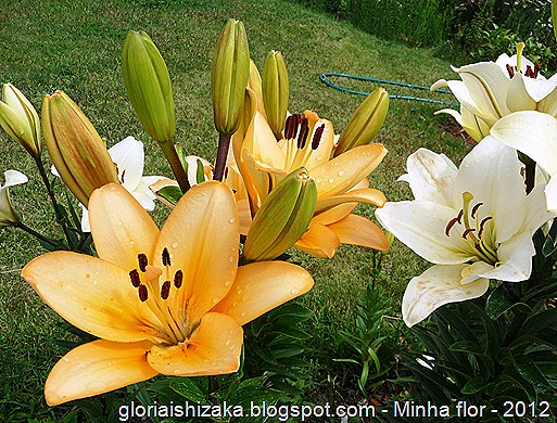 Gloria Ishizaka - minha flor 1