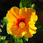 Hibiscus