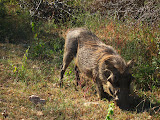 South Africa - 117.JPG