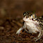 Western Spadefoot - Sapo-de-unha-negra