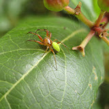 Araneus cucurbitina - one of our prettiest tiny orb weavers