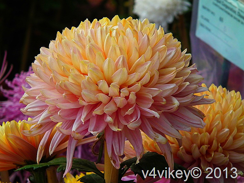 Beautiful Chrysanthemum Flower