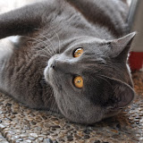gatti 2012/6
