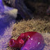 IMG_7922.JPG