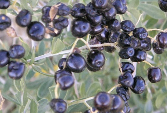 [Lycium-ruthenicum3.jpg]