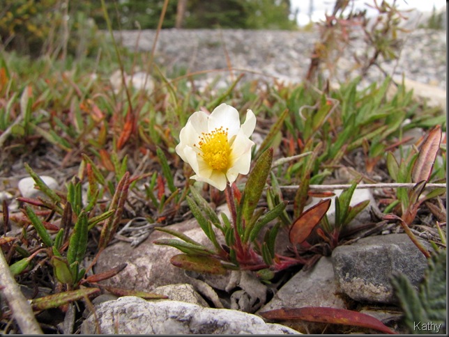 late flower