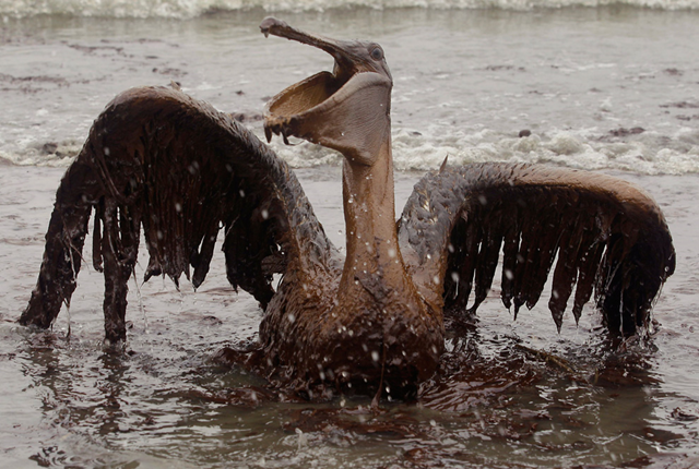 A Brown Pelican coated with oil from the BP oil spill in the Gulf of Mexico is seen on the beach at East Grand Terre Island along the Louisiana coast on Thursday, 3 June 2010. Photo: Charlie Riedel / AP