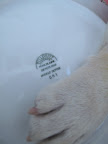 And the plate is Pillivuyt, of course! - A very fine porcelain from France!  How fitting for us, French bulldogs!