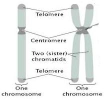 [chromosomes%2520%25283%2529%255B6%255D.jpg]