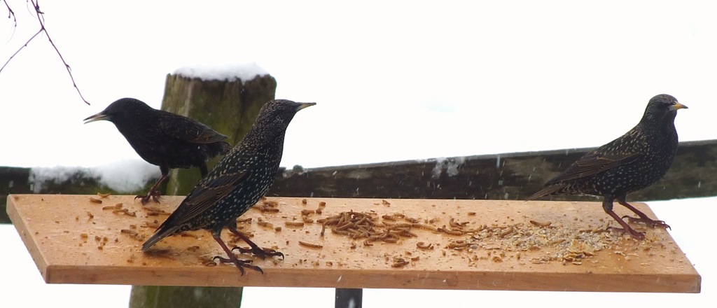 [starlings%255B4%255D.jpg]