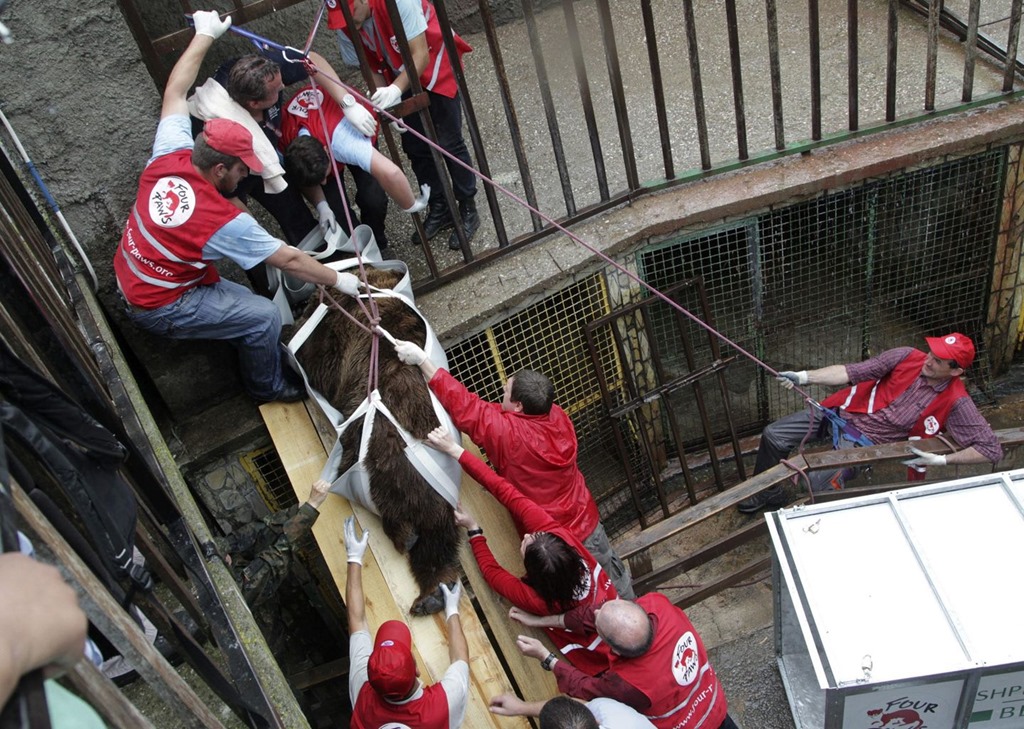 [four-paws-bear1%255B2%255D.jpg]