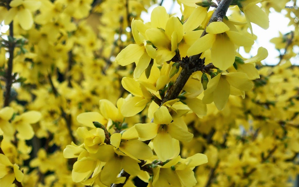 [Forsythia44.jpg]
