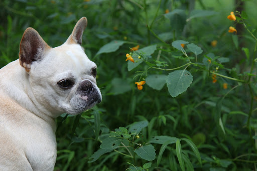 Jewelweed?  You mean these pretty little orange flowers can do all that?