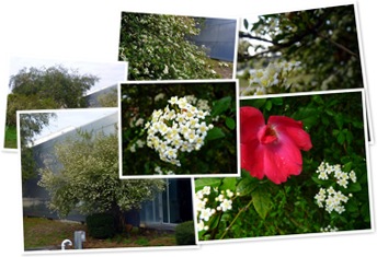 View Walter's Viburnum