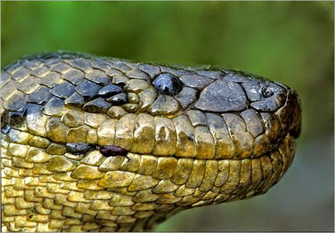 Anaconda-boliviana-Eunect-005