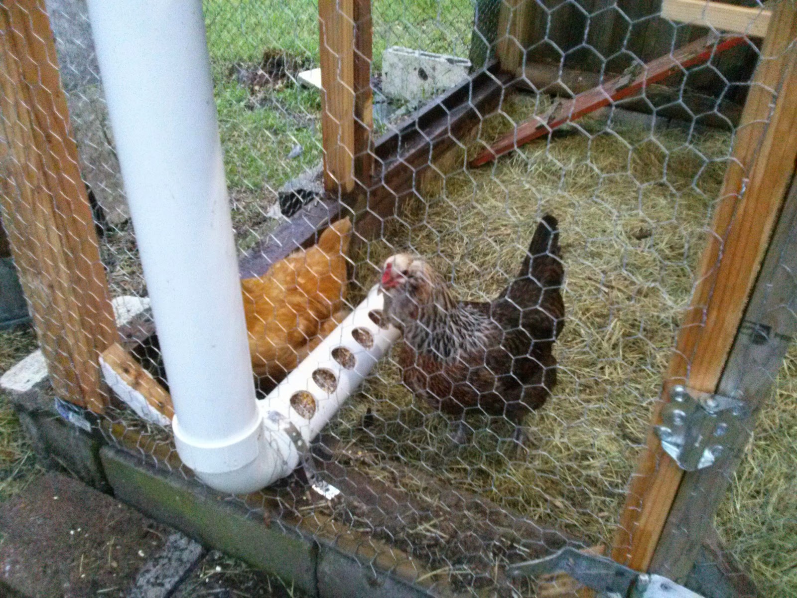 chadtheartist72 PVC Pipe Chicken Feeder