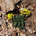Draba%252520araratica%25252c%252520aragats%25252c%2525202012.08.05