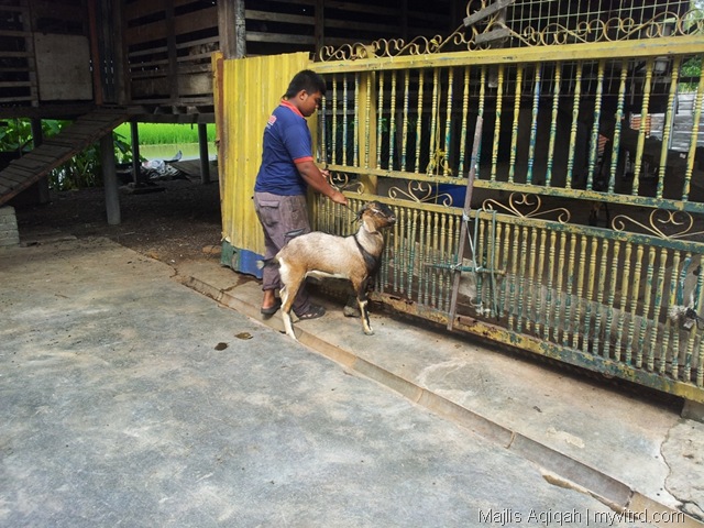 [Kambing%2520aqiqah%25201%255B7%255D.jpg]