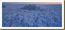 Dunes covered with Snow