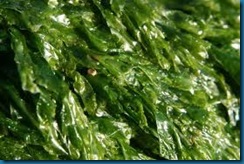 seaweed   green